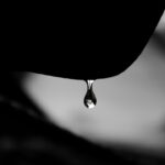 Photo Drip irrigation