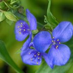 Photo Benefits of flax