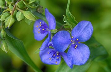 Photo Benefits of flax
