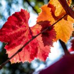 Photo fall colors