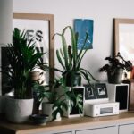 Photo houseplants
