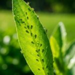 zielony liść pokryty zielonymi mszycami i kroplami wody w naturalnym świetle ogrodu