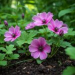 Kolorowe kwiaty cieniolubne w zielonym ogrodzie przy naturalnym świetle, z widoczną glebą i liśćmi