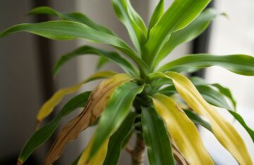 Zbliżenie rośliny draceny z żółknącymi liśćmi w naturalnym świetle, częściowo zdrowe zielone liście