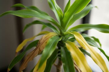 Zbliżenie rośliny draceny z żółknącymi liśćmi w naturalnym świetle, częściowo zdrowe zielone liście